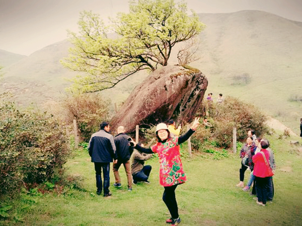 This is a tree that grows above the stone and is very mysterious